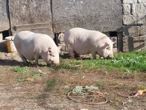 porci de vanzare beius|Porci si purcei de vanzare, diferite rase Bihor